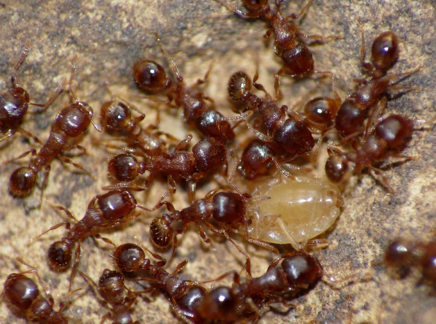 Aphididae ospiti delle formiche Tetramorium : Paracletus cimiciformis
